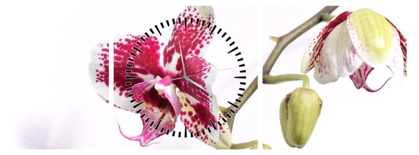 Orchidea virág képe (órával) (90x30 cm)