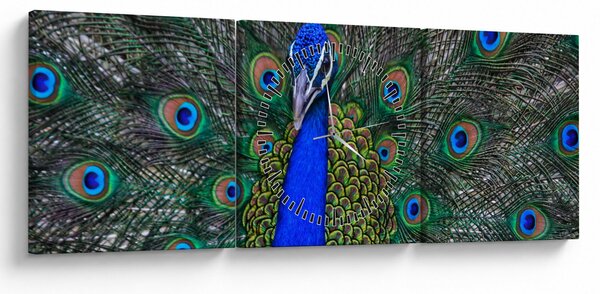 Kép - Páva (órával) (90x30 cm)