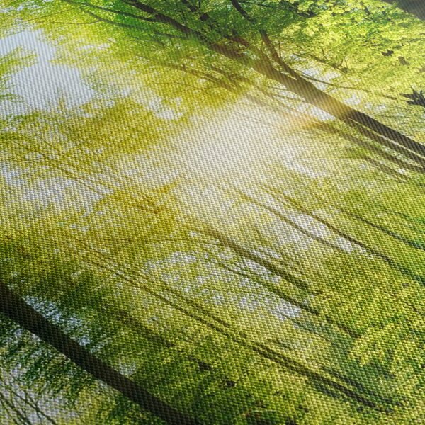 Kép - Hajnal az erdőben (90x60 cm)