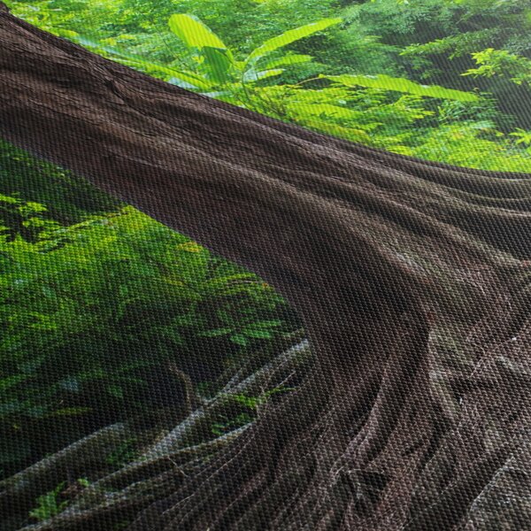 Kép - Öreg fa gyökere (90x60 cm)
