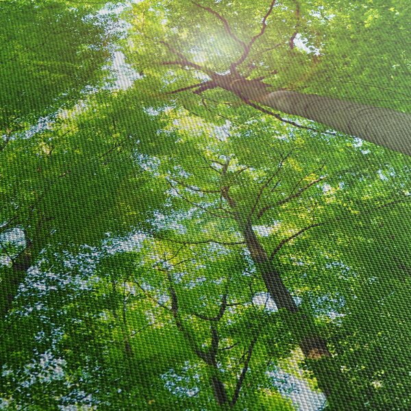 Kép - Erdő (70x50 cm)