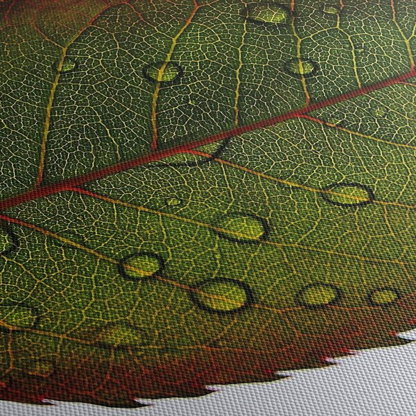 Kép - Rózsalevél (120x50 cm)