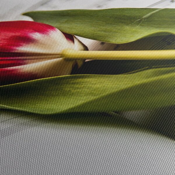 Egy vörös tulipán képe (90x60 cm)
