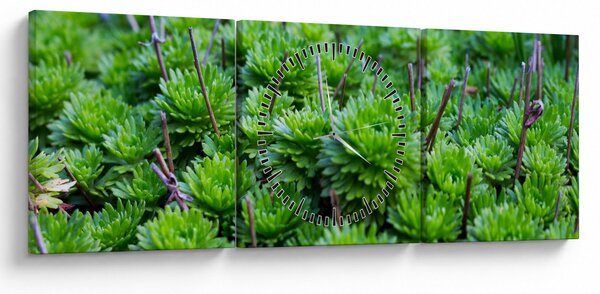 A pozsgás növények képe (órával) (90x30 cm)
