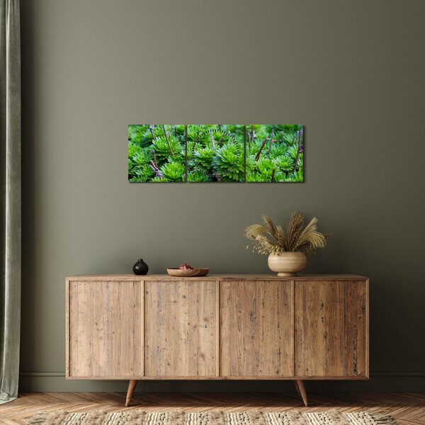 A pozsgás növények képe (órával) (90x30 cm)