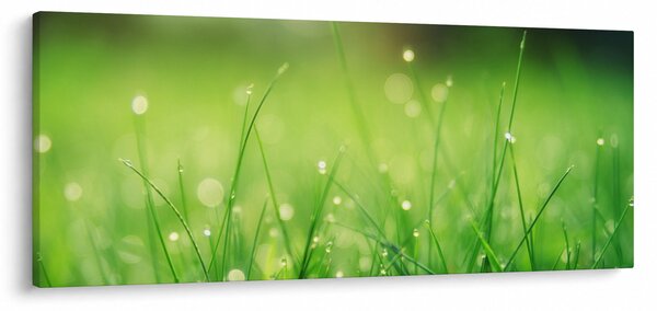 Kép - harmatos fű (120x50 cm)