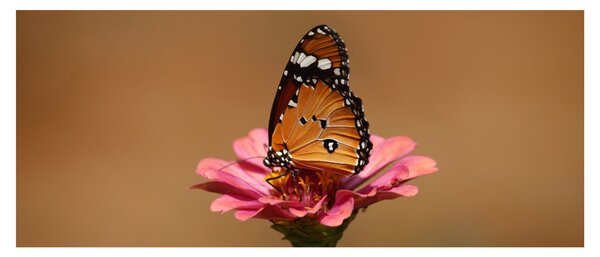 Pillangó képe a virágon (120x50 cm)