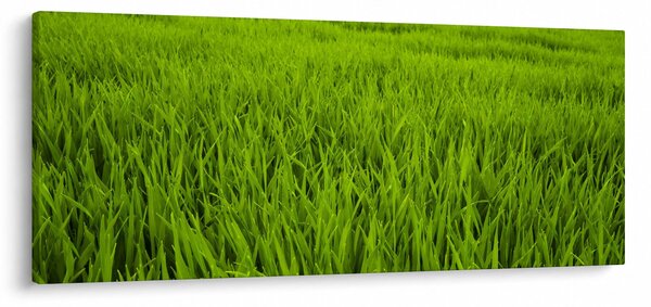 A fű képe (120x50 cm)