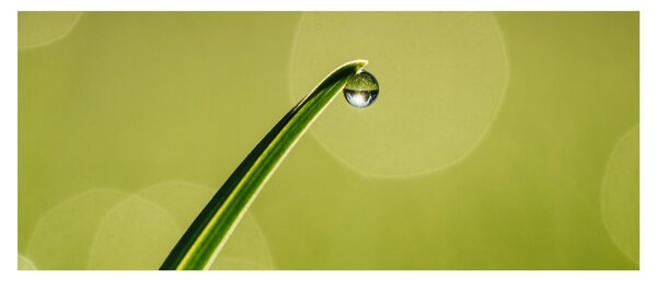 Víz csepp a fűben képe (120x50 cm)