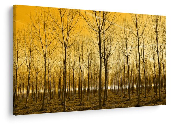 Kép - Faültetvény (90x60 cm)