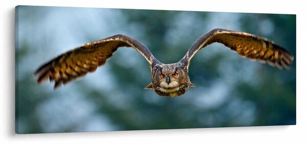 Kép - Bagoly repülés közben (120x50 cm)