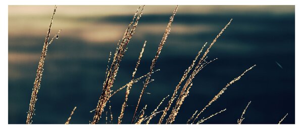 A füvek képe (120x50 cm)