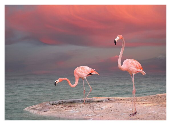 Flamingók képe (70x50 cm)