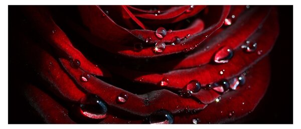 Kép - Rózsa részlete (120x50 cm)
