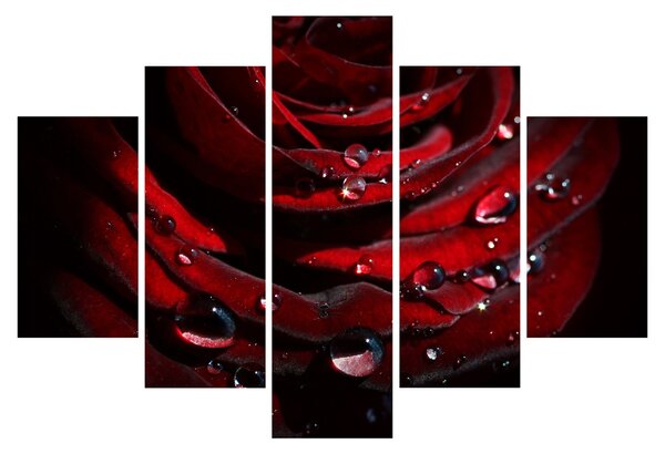 Kép - Rózsa részlete (150x105 cm)
