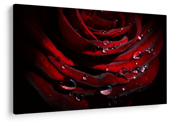 Kép - Rózsa részlete (90x60 cm)