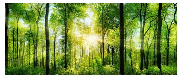 Kép - Hajnal az erdőben (120x50 cm)