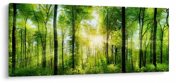 Kép - Hajnal az erdőben (120x50 cm)
