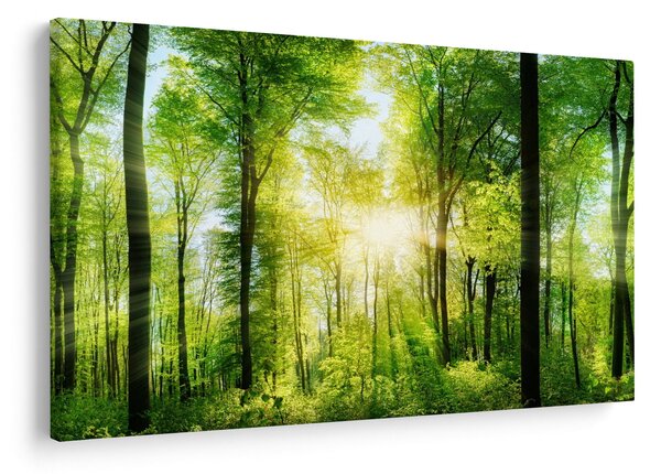 Kép - Hajnal az erdőben (90x60 cm)
