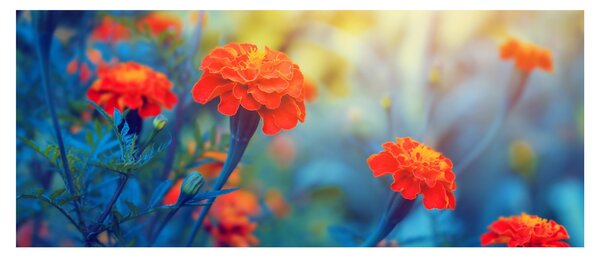 Kép - Narancssárga virágok (120x50 cm)