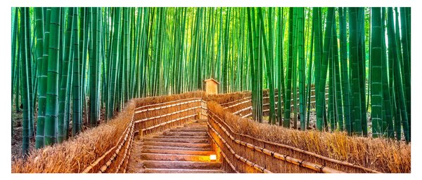Kép - Japán bambusz erdő (120x50 cm)