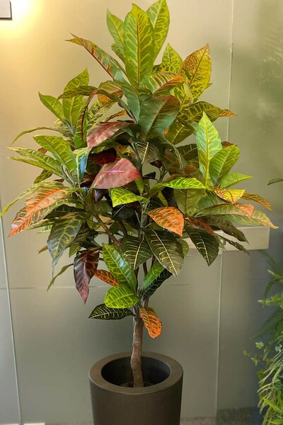 Mű Croton 122 cm – Élethű beltéri dekoráció - 121 - 150 cm