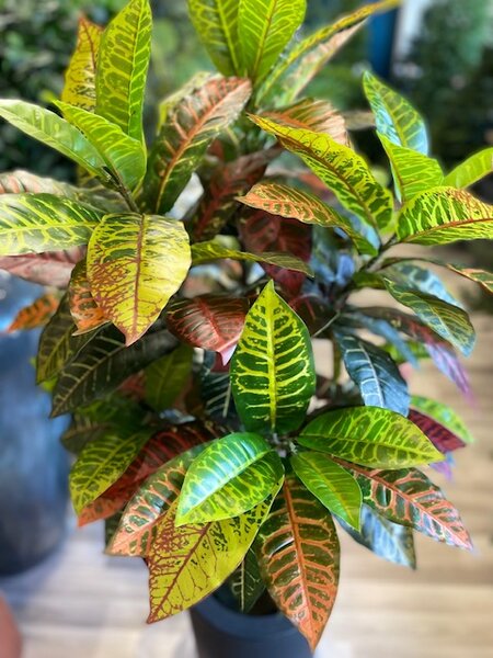 Mű Croton 122 cm – Élethű beltéri dekoráció - 121 - 150 cm