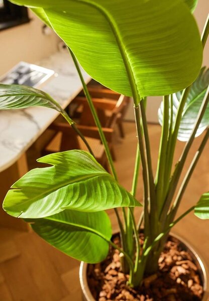 Mű Strelitzia 150 cm – élethű trópusi növény - 151 - 180 cm