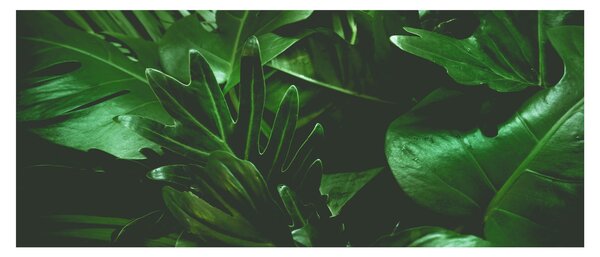 Kép - Pálmalevél (120x50 cm)