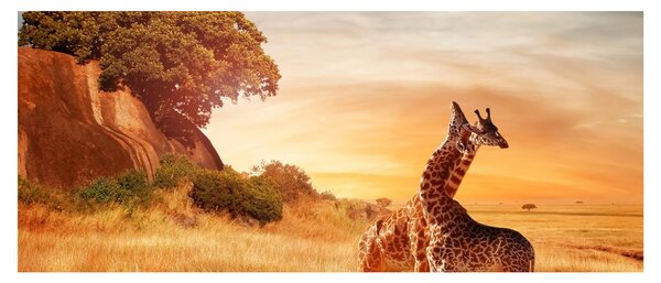 Kép - Zsiráfok Afrikában (120x50 cm)