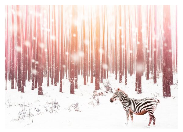 Kép - Zebra egy havas erdőben (70x50 cm)