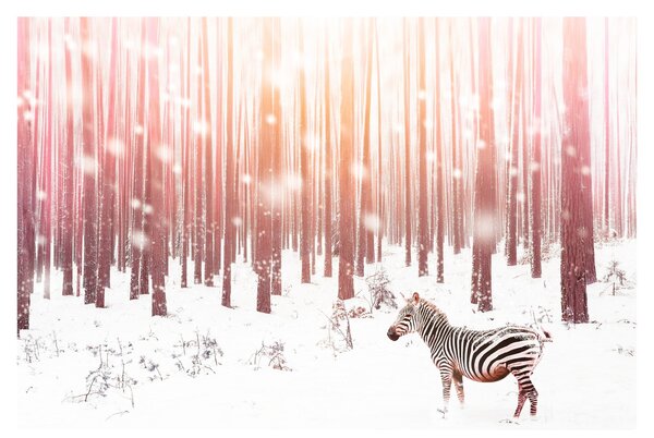 Kép - Zebra egy havas erdőben (90x60 cm)