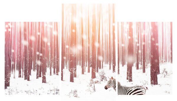 Kép - Zebra egy havas erdőben (90x60 cm)