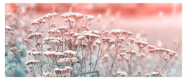 Kép - Réti virágok (120x50 cm)