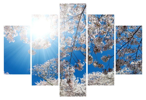 Kép - Cseresznyevirág (150x105 cm)