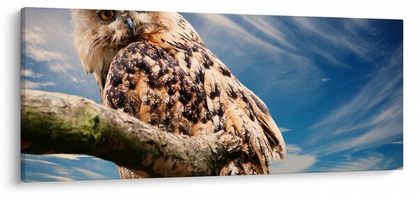 Kép - Bagoly (120x50 cm)