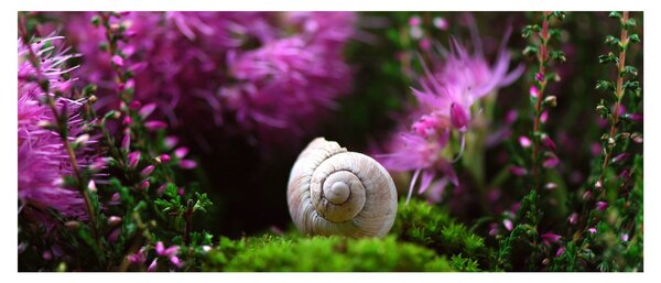 Kép - Csigaház (120x50 cm)