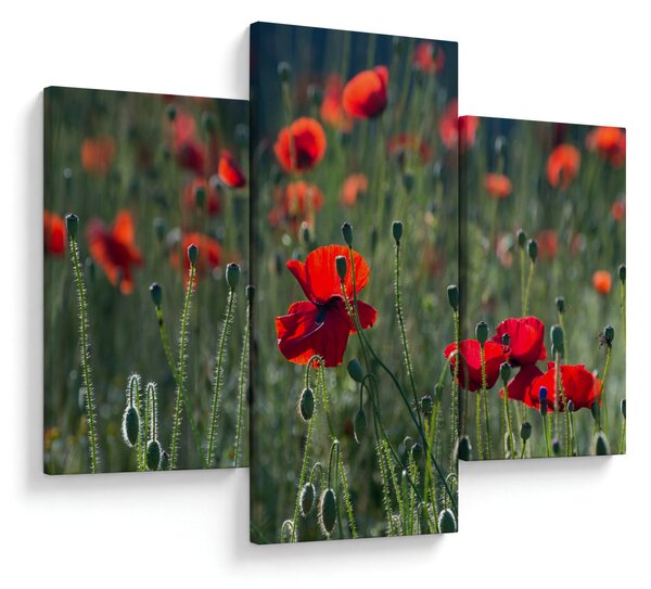 Kép - Rét mák virággal (90x60 cm)
