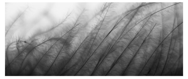 Kép - Fű a szélben (120x50 cm)