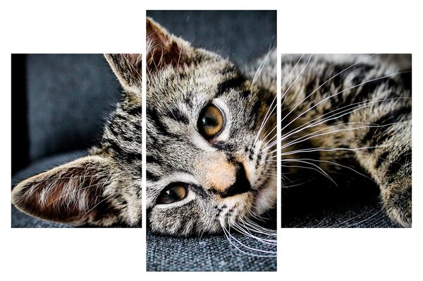 Kép - Cica (90x60 cm)