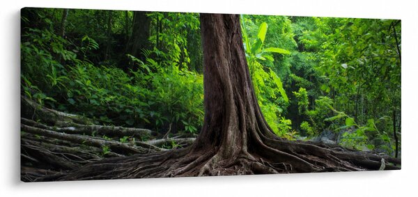 Kép - Öreg fa gyökere (120x50 cm)