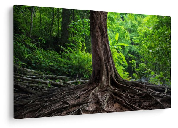 Kép - Öreg fa gyökere (90x60 cm)