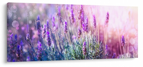 Kép - Levendula a csillogó napban (120x50 cm)