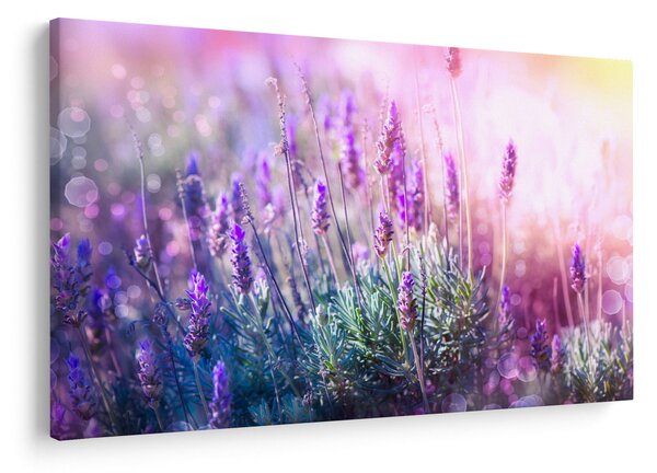 Kép - Levendula a csillogó napban (90x60 cm)