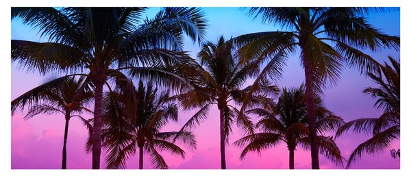 Kép - Pálmafák Miamiban (120x50 cm)