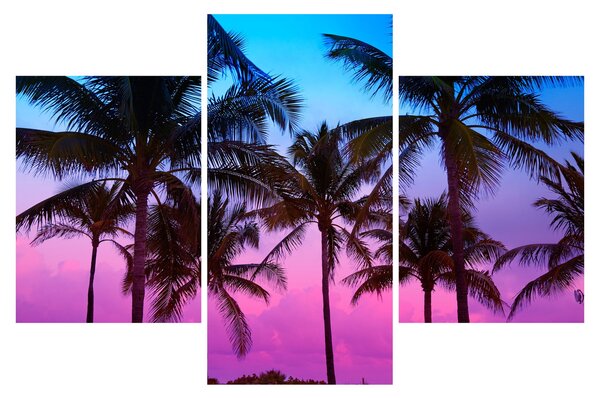 Kép - Pálmafák Miamiban (90x60 cm)