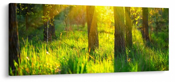 Kép - Az erdő tavaszi ébredése (120x50 cm)