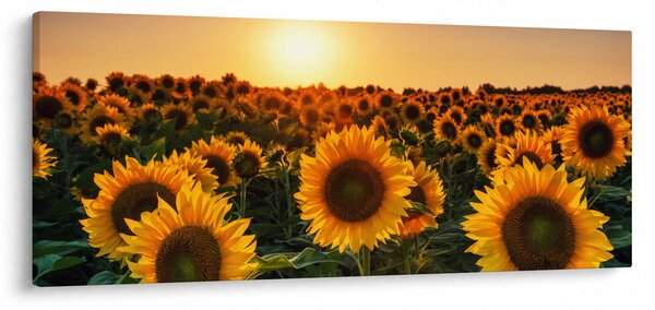 Kép - Napraforgó (120x50 cm)