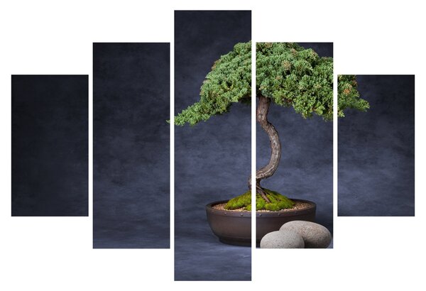 Kép - Bonsai (150x105 cm)
