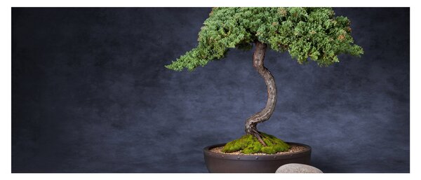 Kép - Bonsai (120x50 cm)